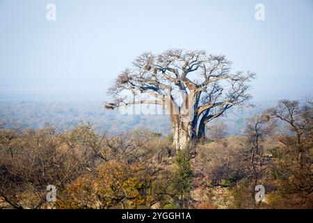 Baobab Tree, Kruger National Park, Südafrika Stockfoto