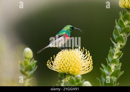 Greater Doublecollared Sunbird, Garden Route, Südafrika Stockfoto