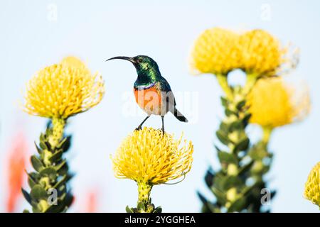 Greater Doublecollared Sunbird, Garden Route, Südafrika Stockfoto