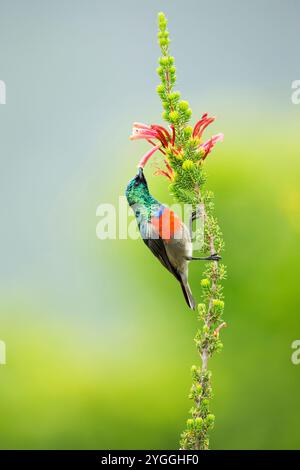 Greater Doublecollared Sunbird, Garden Route, Südafrika Stockfoto