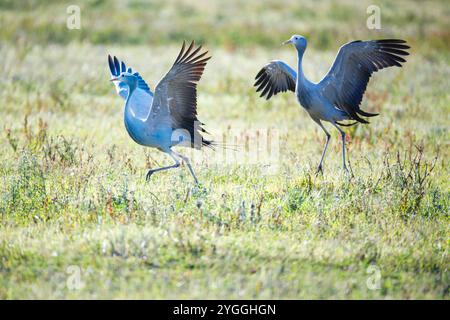 Afrika, Schönheit in der Natur, Vogel, Vögel in der Wildnis, Blauer Kranich (Anthropoides paradiseus), Balz, Balz, Fliegen, Interaktion, springen, n Stockfoto