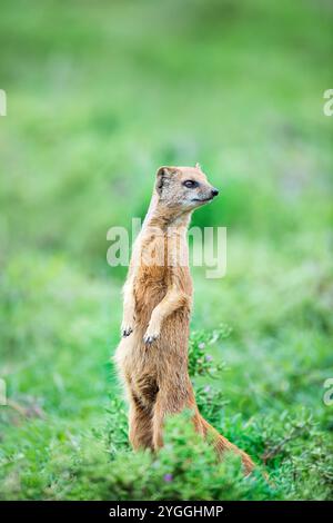 Afrika, Alert, Bush, Eastern Cape Province, Mountain Zebra National Park, Natur, No People, Outdoor, Safari, Südafrika, Stand, Tourismus, Vertikal Stockfoto