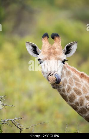 Afrika, Bush, Giraffe (Giraffa camelopardalis), Itala Game Reserve, KwaZulu-Natal, Natur, Keine Menschen, Natur, Safari, Südafrika, Tourismus, Vertica Stockfoto