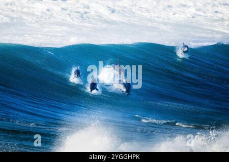 Aktion, Afrika, Blauer Hintergrund, großer Delfin (Tursiops aduncus), Küste, Farbbild, Gartenroute, Gwaing River Mündung, Hochwinkel, indische Küche Stockfoto