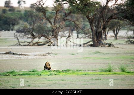 Akazie, Afrika, Alarm, Bush, Wüste, Kgalagadi Transfrontier Park, Landschaft, Löwe (Panthera leo), Liegen, Natur, keine Leute, Provinz Nördliche Kap, O Stockfoto