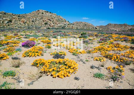 Afrika, Schönheit in der Natur, Wüste, Goegap Nature Reserve, Landschaft, Niedrigwinkelansicht, Natur, keine Tiere, keine Menschen, Northern Cape Province, Außenbereich, S Stockfoto