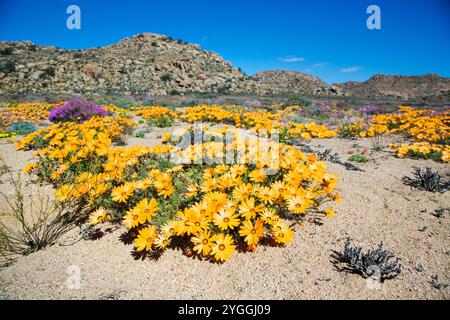 Afrika, Schönheit in der Natur, Wüste, Goegap Nature Reserve, Landschaft, Niedrigwinkelansicht, Natur, keine Tiere, keine Menschen, Northern Cape Province, Außenbereich, S Stockfoto