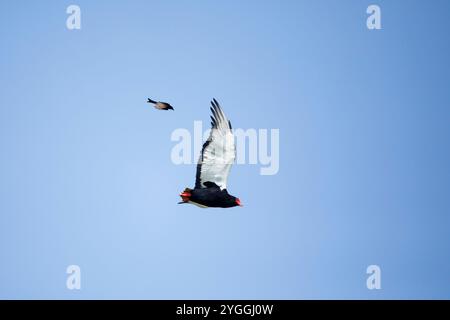 Afrika, Tiere in der freien Natur, Bateleur (Terathopius ecaudatus), Vogel, Vögel in der freien Natur, Blauer Hintergrund, Wüste, gefährdete Arten - IUCN Redlist, FL Stockfoto
