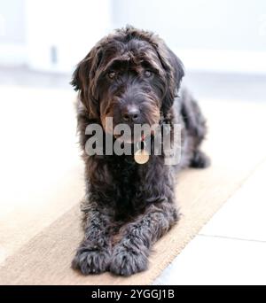 Ein sehr süßer Labradoodle-Welpe mit liebevollen Augen. Dieser Hund hat große Augen und ist liebevoll und liebenswert als Familienhund. Stockfoto