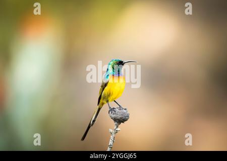 Afrika, Schönheit in der Natur, Vogel, Vögel in der Wildnis, männlich, Natur, No People, Orangenbrust Sunbird (Anthobaphes violacea}), Outdoor, Südafrika, SW Stockfoto