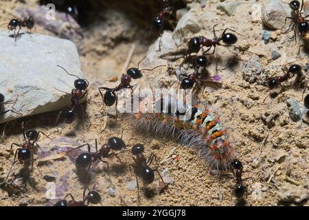 Eine Menge Ameisen arbeitet zusammen, um eine tote raupe zu tragen. Hochwertige Fotos Stockfoto