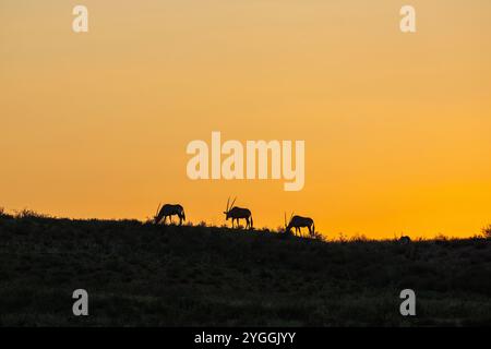 Gemsbok, Kgalagadi, Südafrika Stockfoto