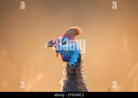 Guineafowl Mit Helm, Kruger Park, Südafrika Stockfoto