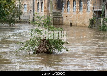 Ein kleiner gemeiner oder schwarzer Erlenbaum, Alnus glutinosa, der von einer kleinen Insel wächst, ragt in Hochwasser auf, wobei die gesamte Basis und der Stamm unter Wasser liegen. Stockfoto