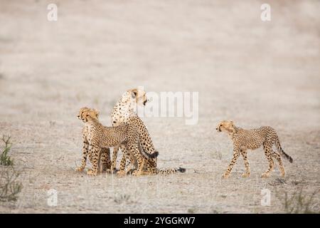 Gepard, Kgalagadi Transfrontier Park, Südafrika Stockfoto