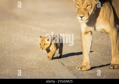 Lions, Kgalagadi Transfrontier Park, Südafrika Stockfoto