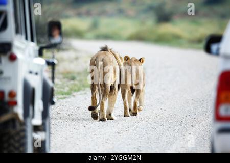 Safari, Jeep, Lions, Kgalagadi Transfrontier Park, Südafrika Stockfoto