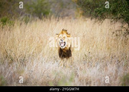 Löwe, Krüger Nationalpark, Südafrika Stockfoto