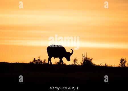 Buffalo, Addo Elephant National Park, Südafrika Stockfoto