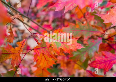 Red Oak oder Quercus rubra ist eine einheimische amerikanische Eiche, deren Blätter im Herbst oder Herbst rot werden, Sherwood Forest, Nottinghamshire, England. Stockfoto