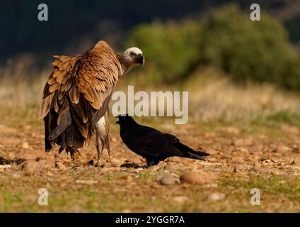 Gyps fulvus und Rabe auf dem Futterplatz in den Pyrenäen, Katalonien, Spanien Stockfoto