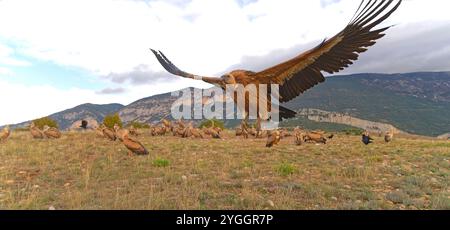 Gyps fulvus (Gyps fulvus) beim Start, Katalonien, Spanien Stockfoto