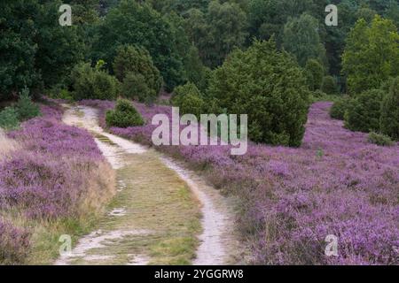 Ellerndorfer Wacholderheide bei Eimke, Weg durch blühende Heidekraut, Naturpark Lüneburger Heide, Deutschland, Niedersachsen Stockfoto