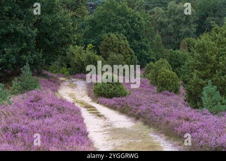 Ellerndorfer Wacholderheide bei Eimke, Weg durch blühende Heidekraut, Naturpark Lüneburger Heide, Deutschland, Niedersachsen Stockfoto