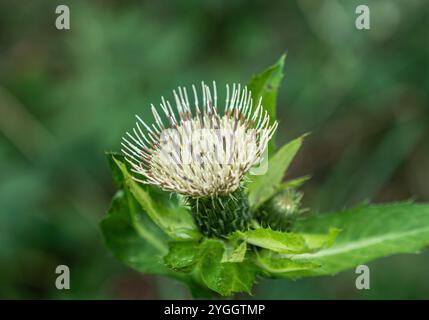 Kohldistel (Cirsium oleraceum), Bayern, Deutschland, Europa Stockfoto