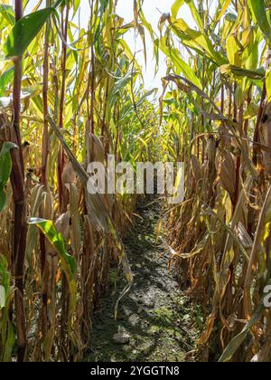 Getrocknete Maisfelder, Klimawandel, Hitzeschäden, Bayern, Deutschland, Europa Stockfoto