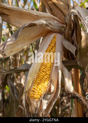 Getrocknete Maisfelder, Klimawandel, Hitzeschäden, Bayern, Deutschland, Europa Stockfoto