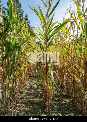 Getrocknete Maisfelder, Klimawandel, Hitzeschäden, Bayern, Deutschland, Europa Stockfoto