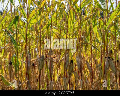 Getrocknete Maisfelder, Klimawandel, Hitzeschäden, Bayern, Deutschland, Europa Stockfoto