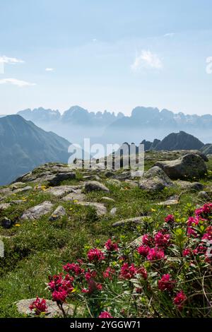Rhododendron blüht in großer Höhe. Europa, Italien, Trentino Südtirol, Nambrone-Tal, Provinz Trient, Sant' Antonio von Mavignola. Stockfoto