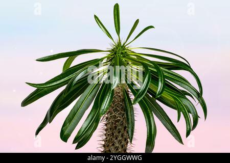 Palmen über abstrakt verschwommenem sonnigen tropischen Strand Hintergrund. Madagaskar Palmkaktus wächst in Madagaskar und Afrika. Sukkulente Pflanze. Werbung Stockfoto