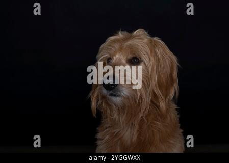 Goldendoodle, Mini Goldendoodle, Kreuzung zwischen Golden Retriever und Miniatur Poodle Stockfoto