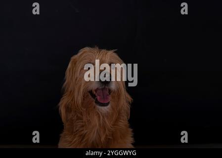 Goldendoodle, Mini Goldendoodle, Kreuzung zwischen Golden Retriever und Miniatur Poodle Stockfoto