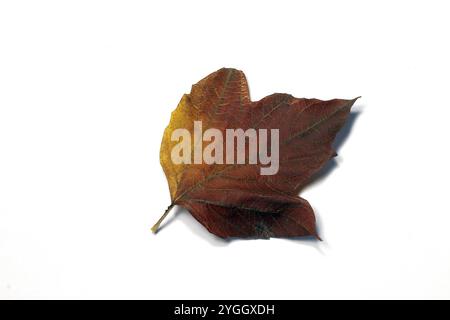 Bild eines trockenen Blattes eines Viburnum-Busches in Herbstfarbe auf weißem Hintergrund. Stockfoto
