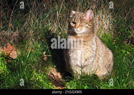 Europäische Wildkatze oder Waldkatze Felis silvestris. Europäische Wildkatze oder Waldkatze Felis silvestris im Wildgatter Oberrabenstein Chemnitz. 20241105MIC0649 *** Europäische Wildkatze oder Waldkatze Felis silvestris Europäische Wildkatze oder Waldkatze Felis silvestris im Wildreservat Oberrabenstein Chemnitz 20241105MIC0649 Stockfoto