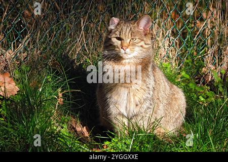 Europäische Wildkatze oder Waldkatze Felis silvestris. Europäische Wildkatze oder Waldkatze Felis silvestris im Wildgatter Oberrabenstein Chemnitz. 20241105MIC0708 *** Europäische Wildkatze oder Waldkatze Felis silvestris Europäische Wildkatze oder Waldkatze Felis silvestris im Wildreservat Oberrabenstein Chemnitz 20241105MIC0708 Stockfoto