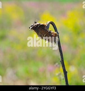 Pflanzen, Blumen, verwelkte Sonnenblumenstiele vor einem bunten Feld Stockfoto