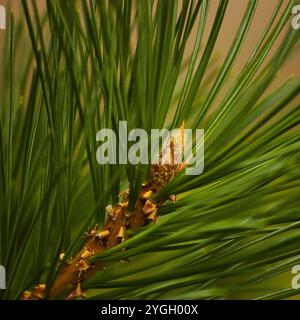 Junge europäische Rotkiefernzweige, gelb glänzende Knospen in der Blüte, große detaillierte Pinus sylvestris-Zweige Makronaht, Pinaceae-Familie Eurasia-Baum Stockfoto