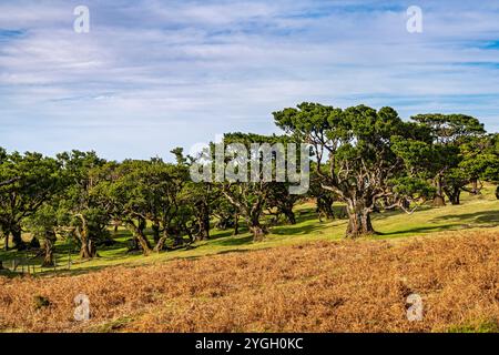 Seixal, Lorbeerwald im Parque Florestal do Fanal umfasst der gesamte Lorbeerwald (Laurisilva auch Laurissilva) auf Madeira rund 15.000 Hektar Stockfoto