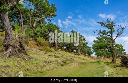 Seixal, Lorbeerwald im Parque Florestal do Fanal umfasst der gesamte Lorbeerwald (Laurisilva auch Laurissilva) auf Madeira rund 15.000 Hektar Stockfoto