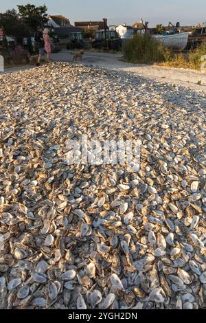 England, Kent, Whitstable, Whitstable Harbour, verworfene Oyster Shells am Strand Stockfoto