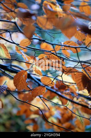 Buchenblätter in ihrer Herbstfarbe im Lickey Hills Country Park, West Midlands, England. Stockfoto