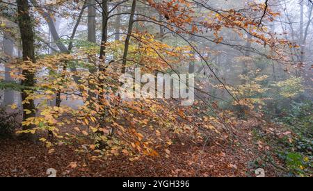 Buchenblätter in ihrer Herbstfarbe im Lickey Hills Country Park, West Midlands, England. Stockfoto