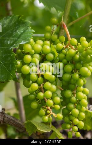 England, Kent, Elham Valley, Elham Valley Vineyards und The Fifth Trust, Eine Wohltätigkeitsorganisation für Erwachsene mit Lernbehinderungen Stockfoto