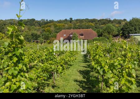 England, Kent, Elham Valley, Elham Valley Vineyards und The Fifth Trust, Eine Wohltätigkeitsorganisation für Erwachsene mit Lernbehinderungen Stockfoto