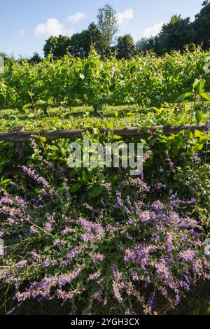 England, Kent, Elham Valley, Elham Valley Vineyards und The Fifth Trust, Eine Wohltätigkeitsorganisation für Erwachsene mit Lernbehinderungen Stockfoto